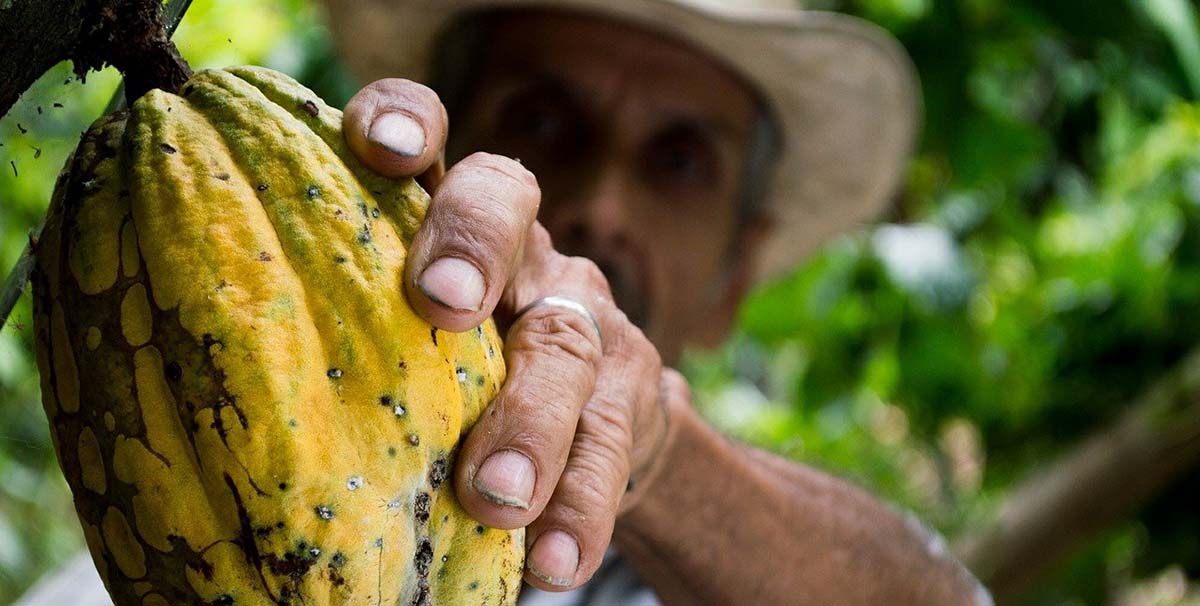 grano de cacao