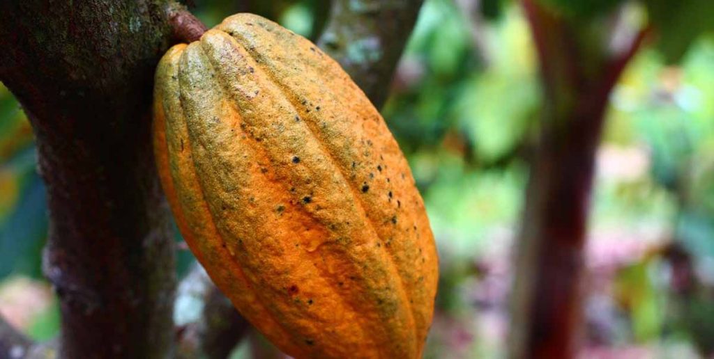 best cocoa - fruit